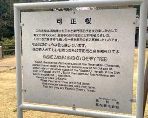 屋島寺 可正桜