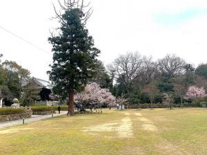 屋島寺 可正桜