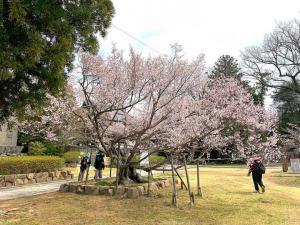 屋島寺 可正桜
