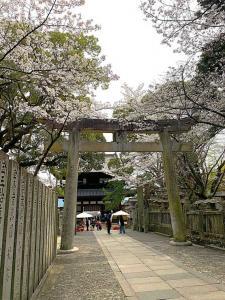 金刀比羅宮　桜馬場の参道と鳥居(帰り道の撮影)