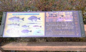 今治城　土橋にあった堀にいる魚の説明(海水魚＋淡水魚らしい…)