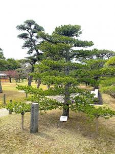 中津万象園 ゴヨウマツ 三笠宮崇仁殿下御手植