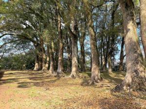 宇和島城 代右衛門丸矢倉跡付近