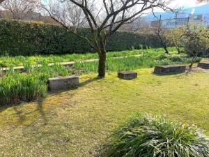 天赦園　入口入った所(かずら石？と花咲いていませんが、花菖蒲エリア)