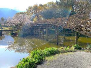 天赦園　上り藤＝白玉藤