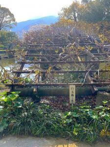 天赦園　上り藤＝白玉藤