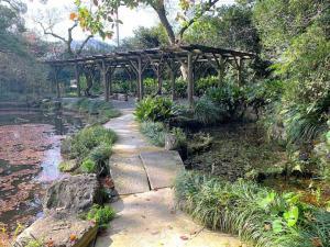 天赦園　野田藤