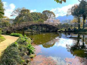 天赦園　上り藤＝白玉藤