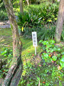 天赦園　野田藤