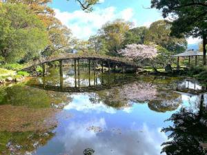 天赦園　上り藤＝白玉藤