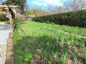 天赦園　入口入った所：花咲いていませんが、花菖蒲エリア