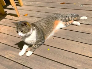 萬翠荘・愛松亭