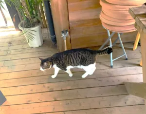 萬翠荘・愛松亭