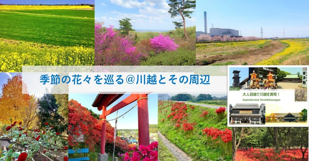 大人目線で川越を満喫シリーズ 季節の花々ポタリング