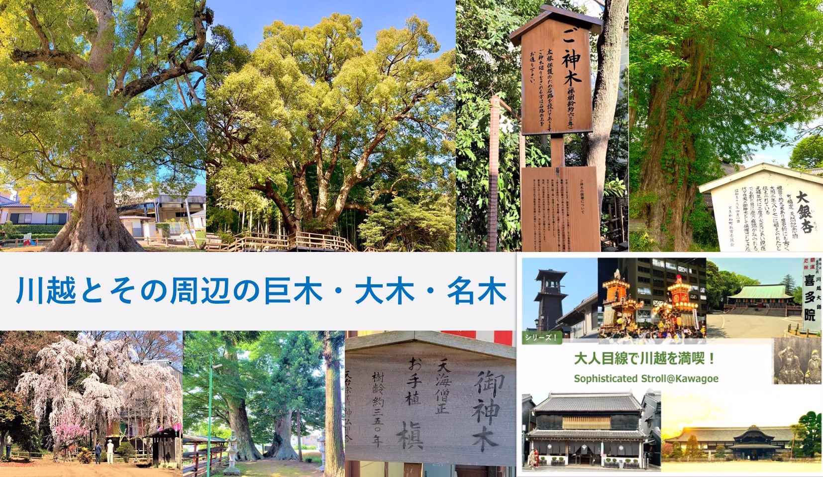大人目線で川越を満喫シリーズ 巨木・大木・名木