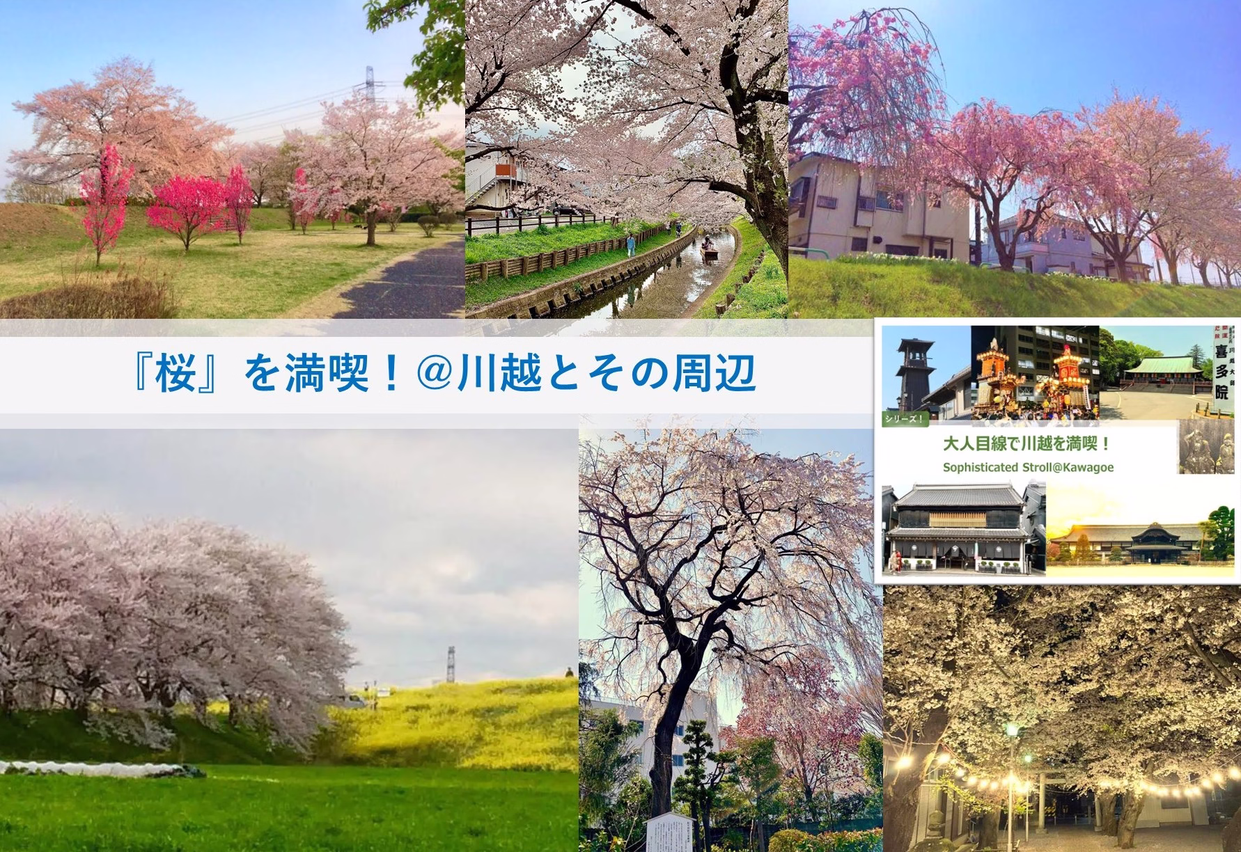 大人目線で川越を満喫シリーズ 桜を満喫