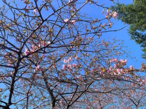 明覚・桃木農村公園