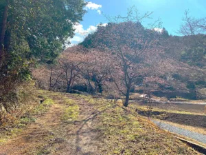 明覚・桃木農村公園