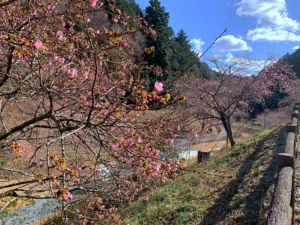 明覚・桃木農村公園
