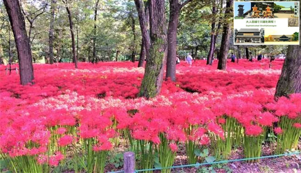 巾着田：高麗・高麗川付近の大人散策