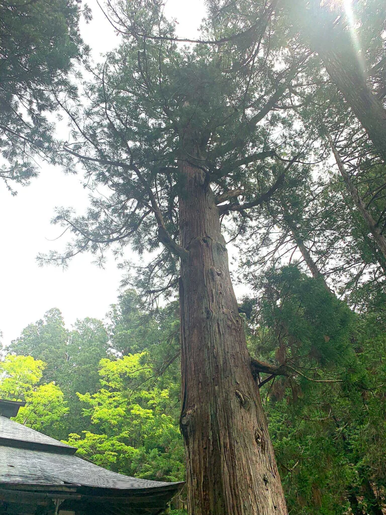 飛騨山王宮 日枝神社　大杉