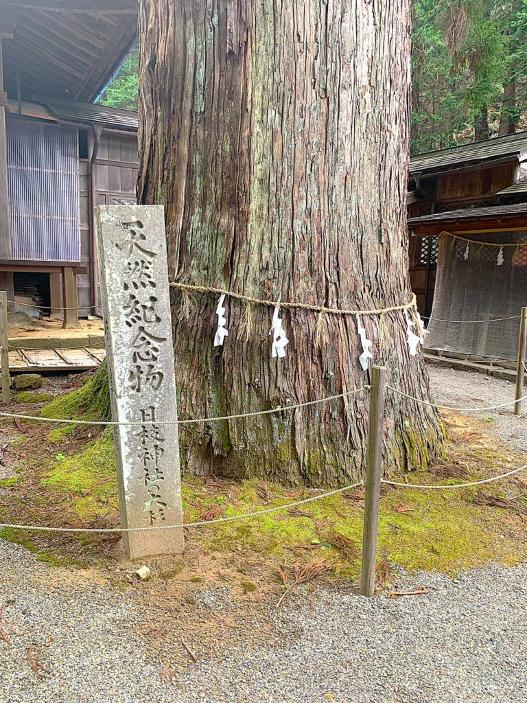 飛騨山王宮 日枝神社　大杉