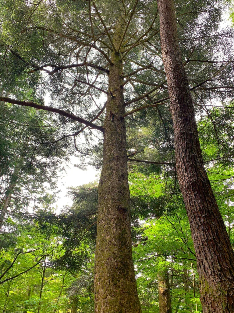 高山城 もみの木平のもみの木の大木