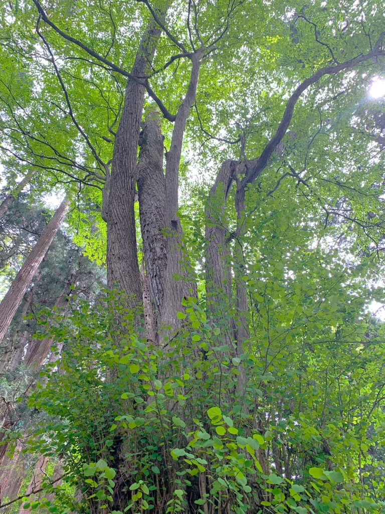 水無神社 北参道付近