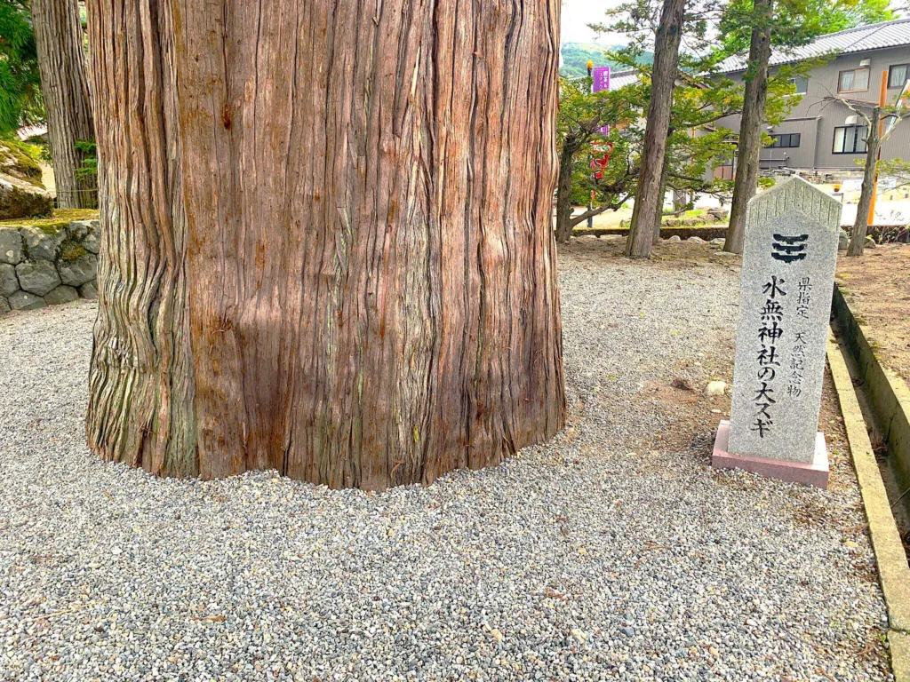 水無神社　大杉