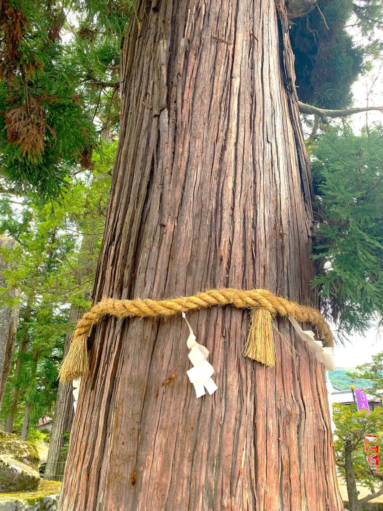 水無神社　大杉