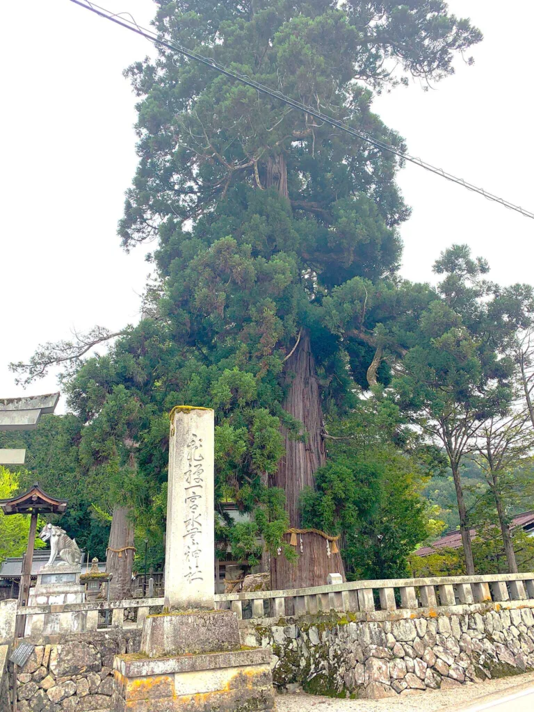 水無神社　鳥居前の「国幣小社」の標柱と大杉