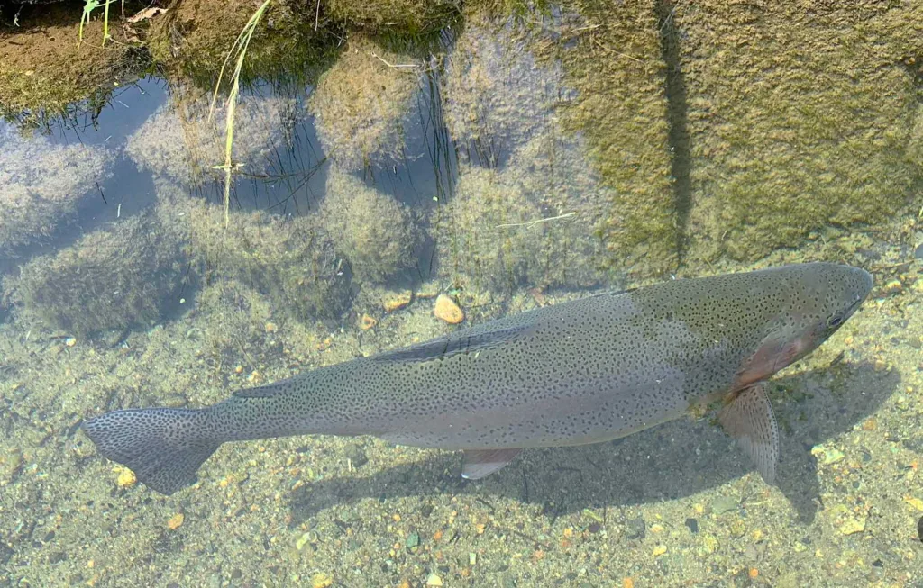 白川郷 用水路のニジマス