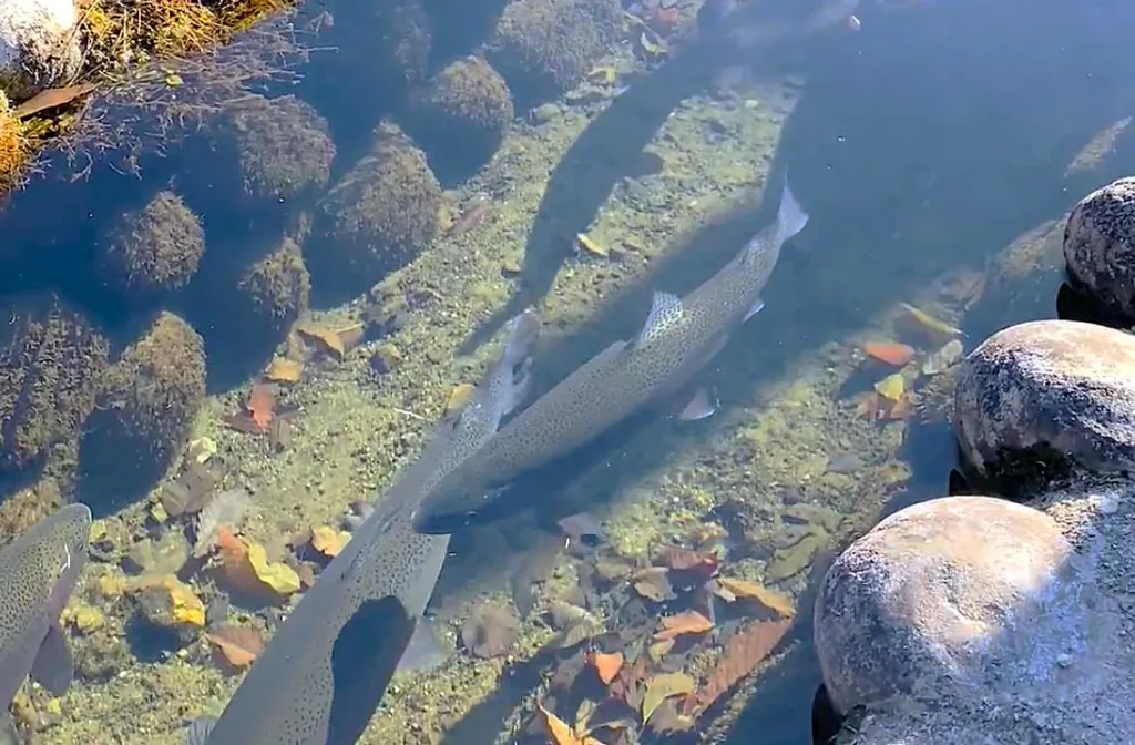 白川郷 用水路のニジマス