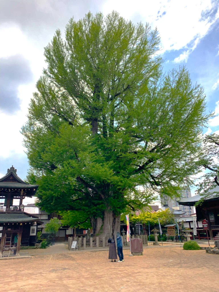 高山　醫王山飛騨国分寺