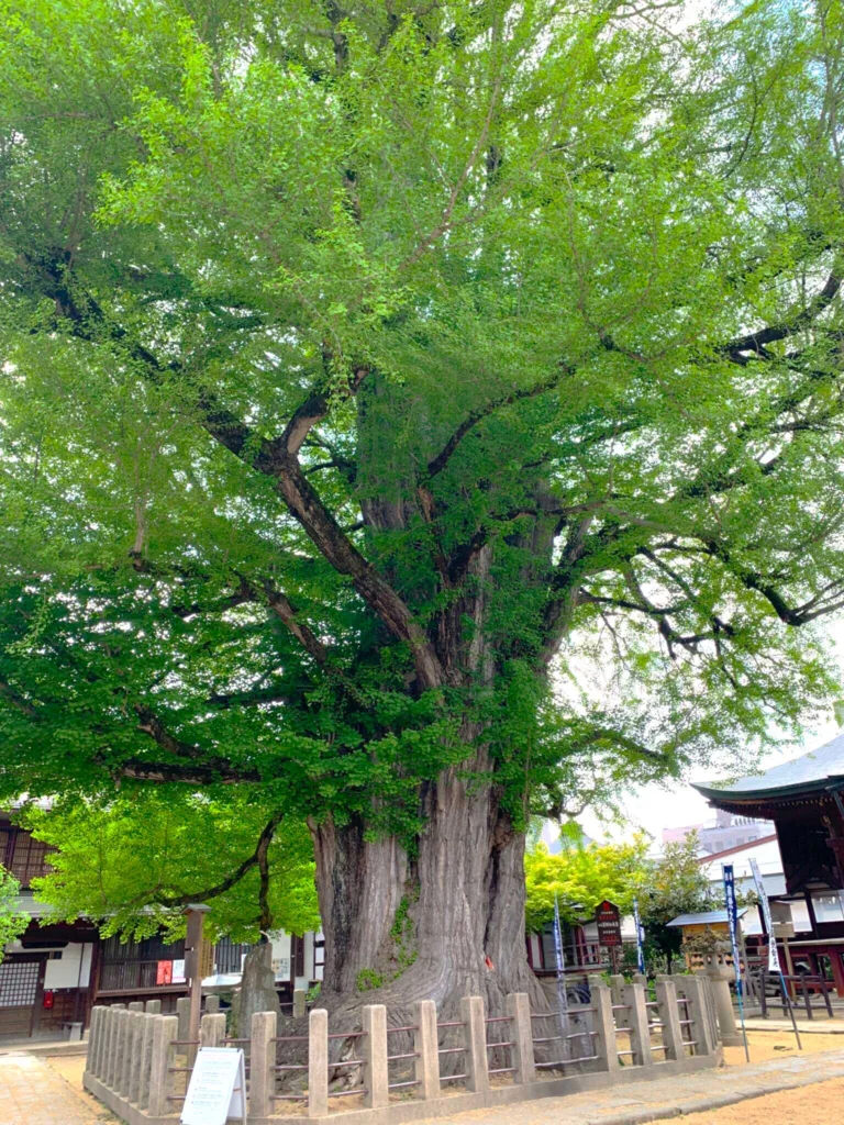 高山　醫王山飛騨国分寺