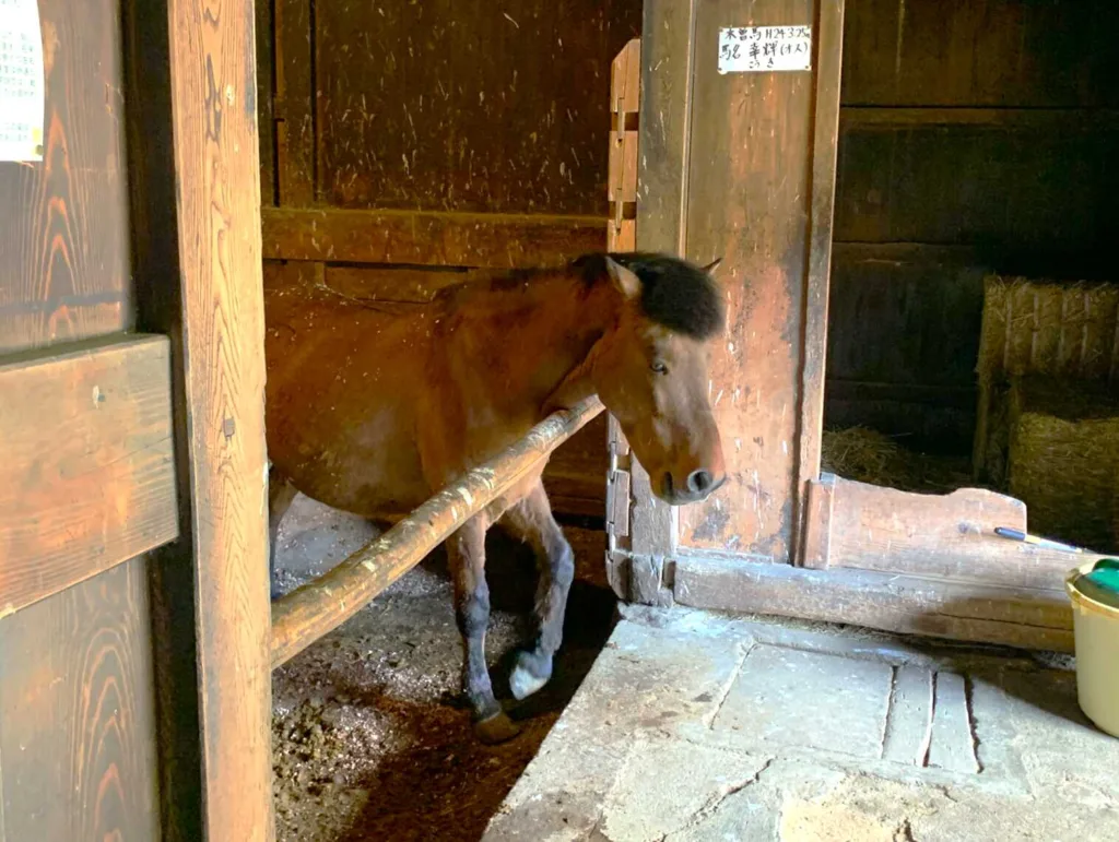 高山　田上家住宅(お馬さんがいました！)