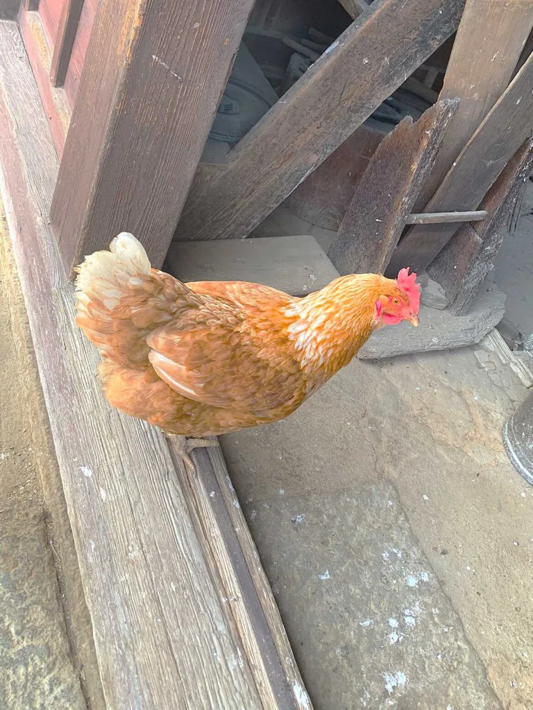 高山　田上家住宅(チャボ？)