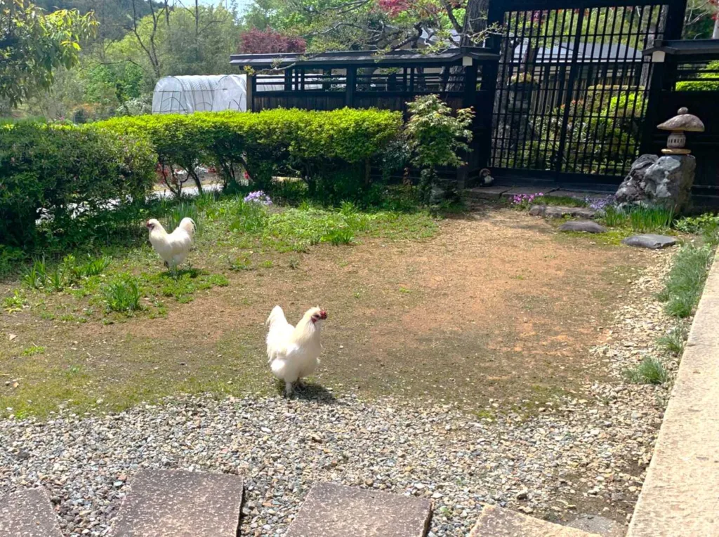 高山　田上家住宅(チャボ？)