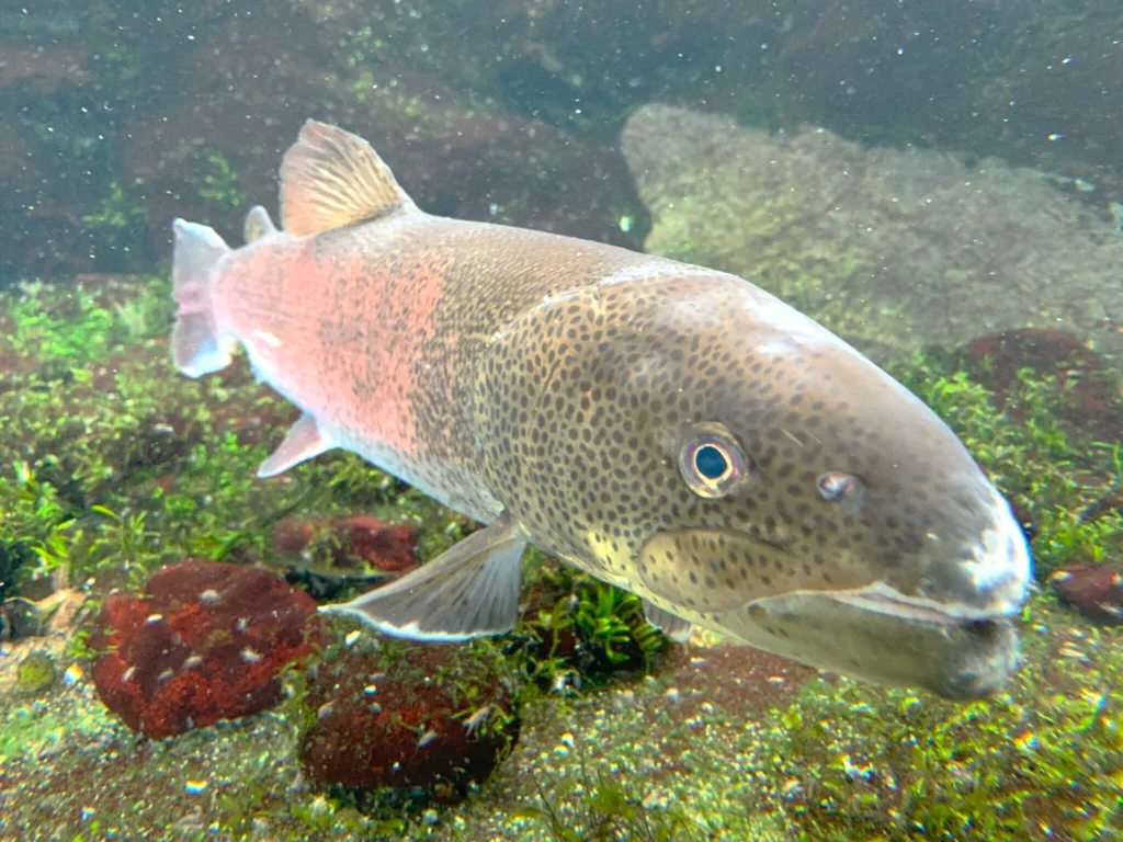 高山　田上家住宅(森の水族館 イトウ？)