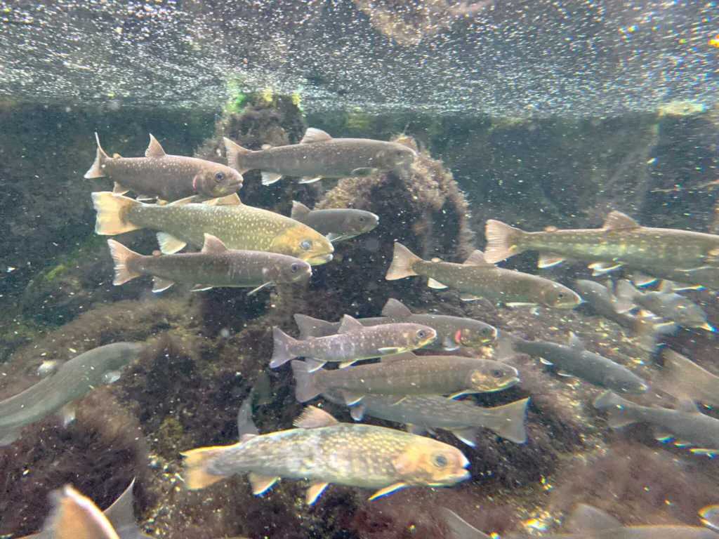 高山　田上家住宅(森の水族館 岩魚・山女魚？)