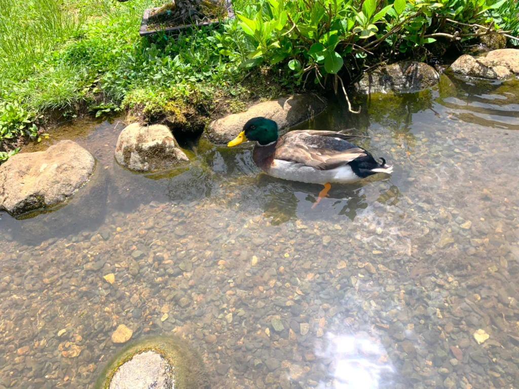 高山　田上家住宅(アヒル？)