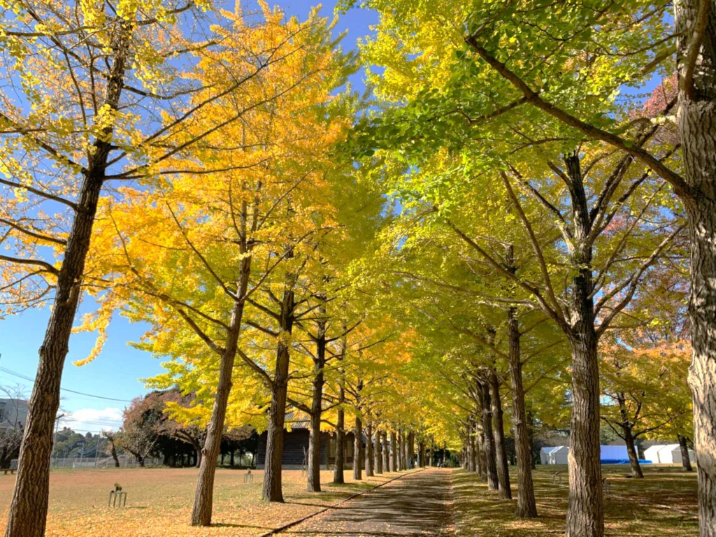茨城県立歴史館の公園内にあるイチョウ並木