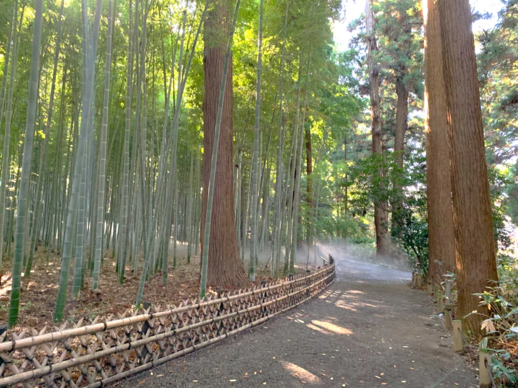水戸偕楽園 孟宗竹林