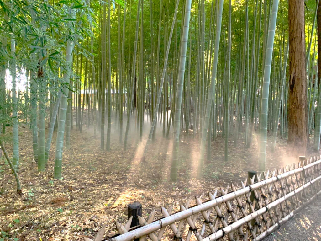 偕楽園 孟宗竹林(陰の世界へ…)