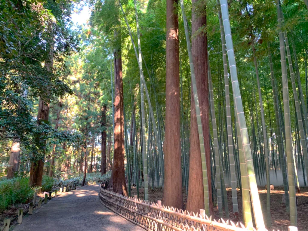 偕楽園 孟宗竹林(陰の世界へ…)