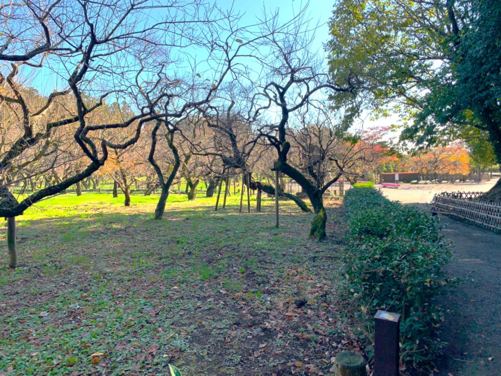 水戸偕楽園 梅林