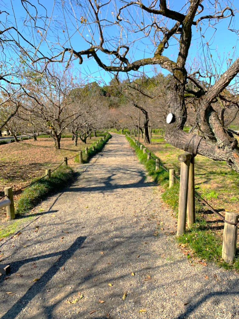 水戸偕楽園 梅林