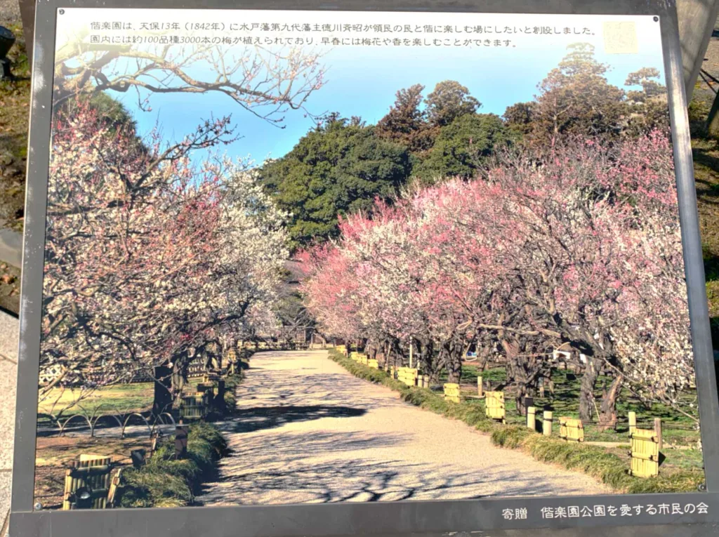 水戸偕楽園 梅林