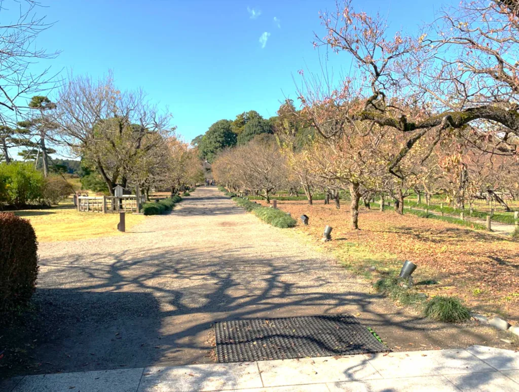 水戸偕楽園 梅林