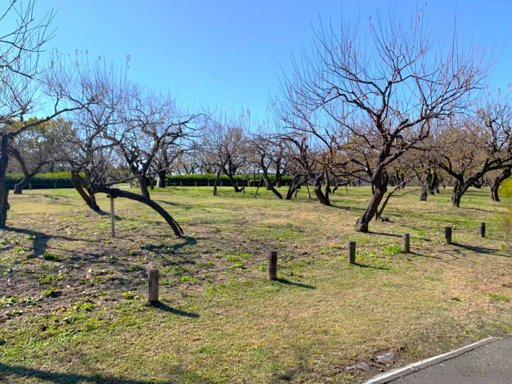 水戸偕楽園 田鶴鳴梅林(たづなきばいりん)